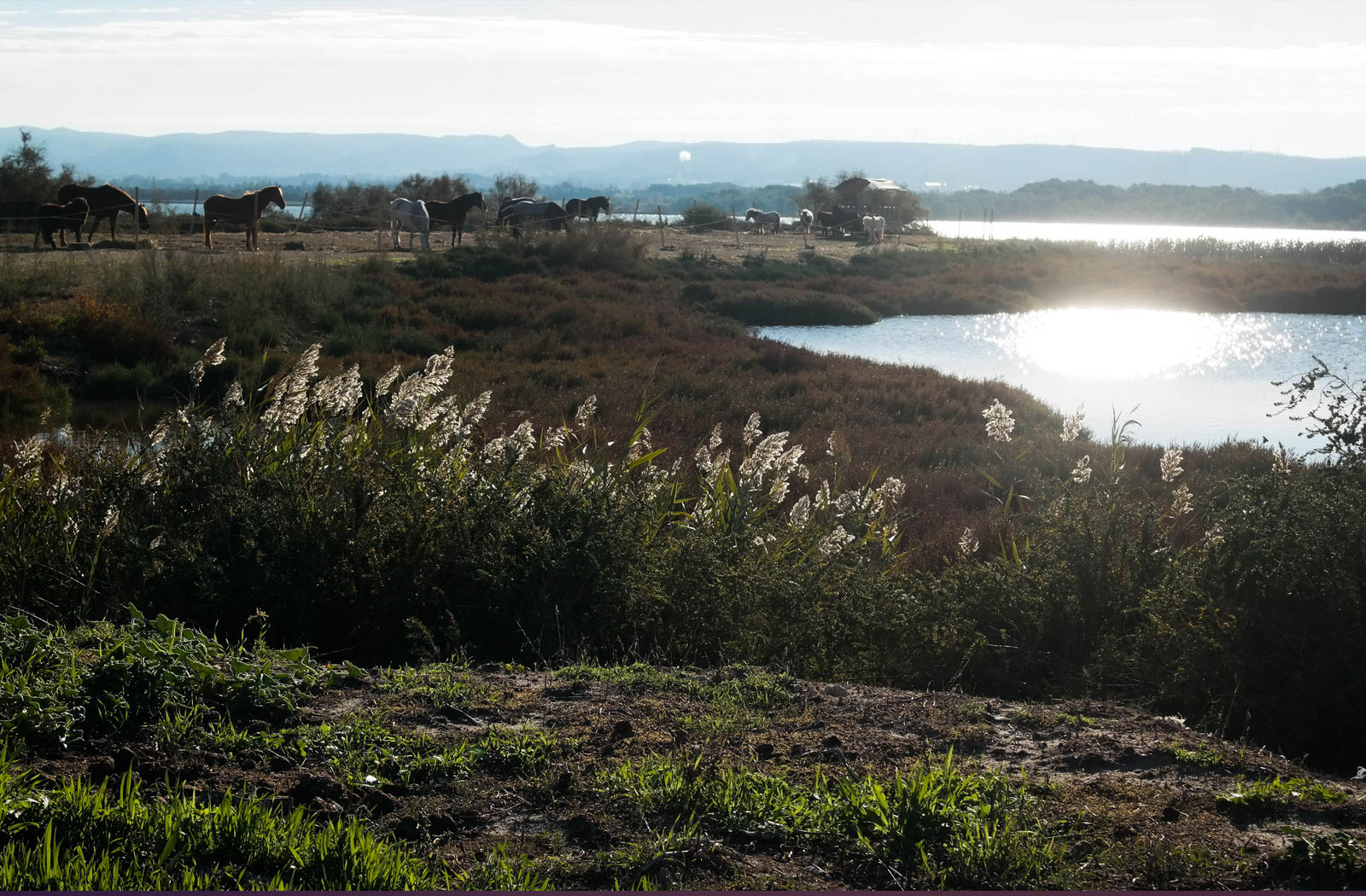 centre équestre écurie du pandore
